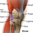 What is The Anatomy of the Knee Joint?