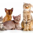 Cat Breed Guide: How Many Cat Breeds are There?